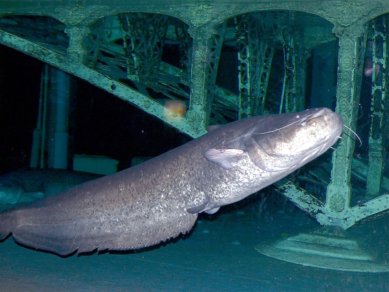 Wels (Waller) (Silurus glanis)