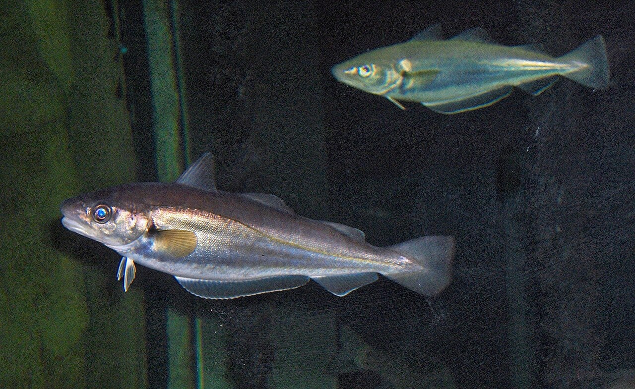 Wittling (Merlangius merlangus)