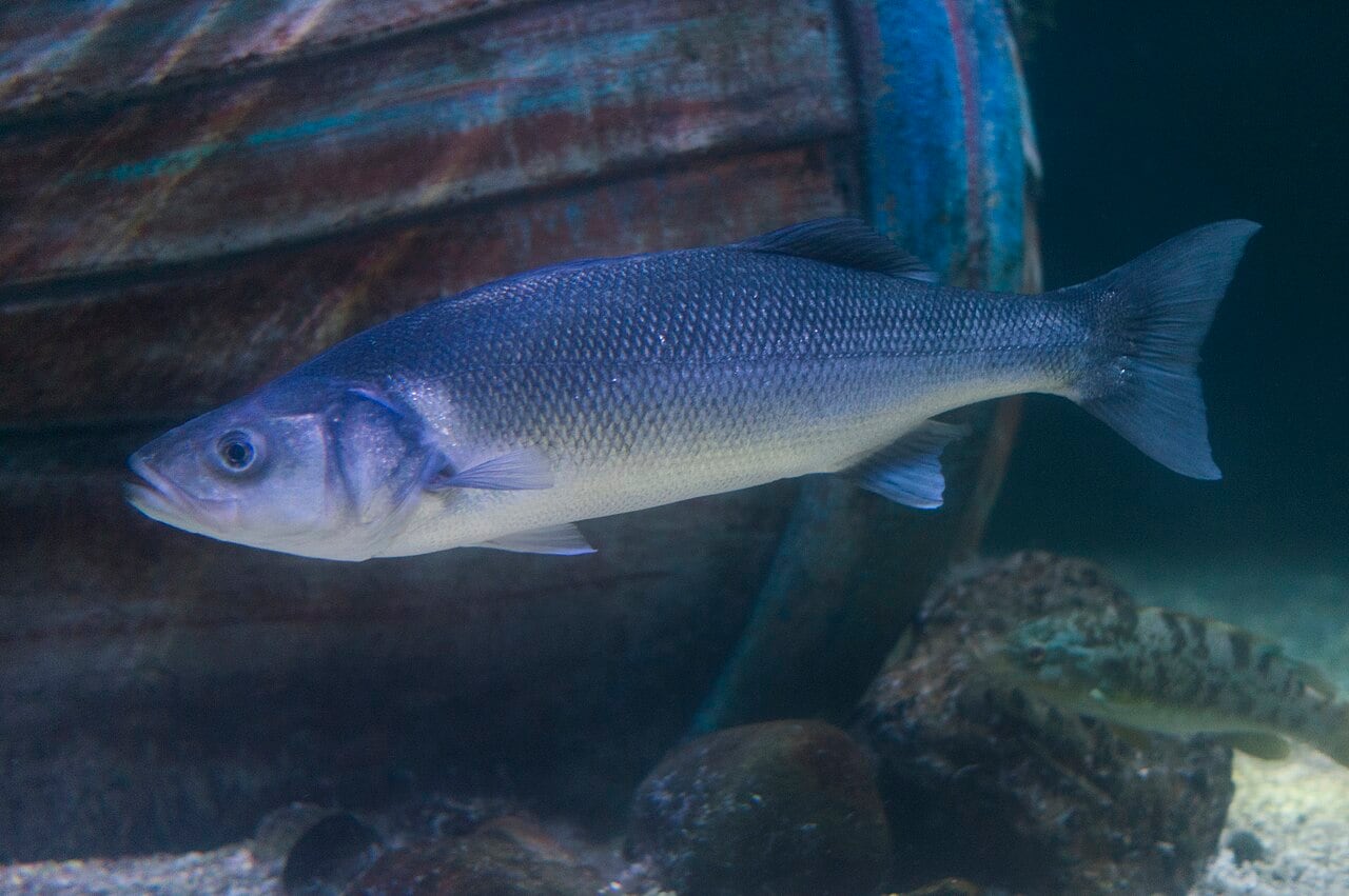 Wolfsbarsch (Dicentrarchus labrax)