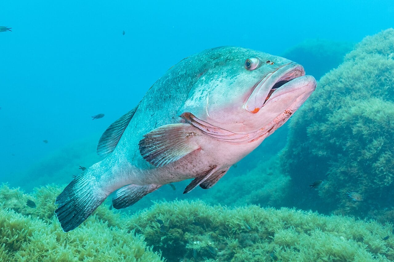 Zackenbarsch (Dunkler Zackenbarsch) (Epinephelus marginatus)