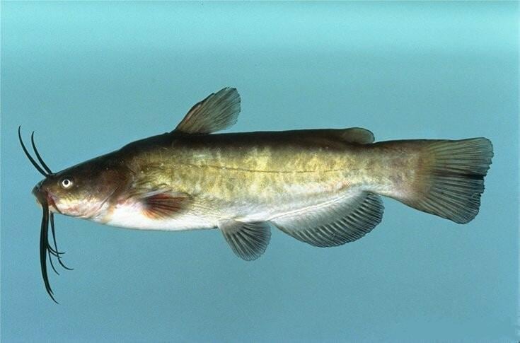 Zwergwels (Katzenwels) (Ameiurus nebulosus)