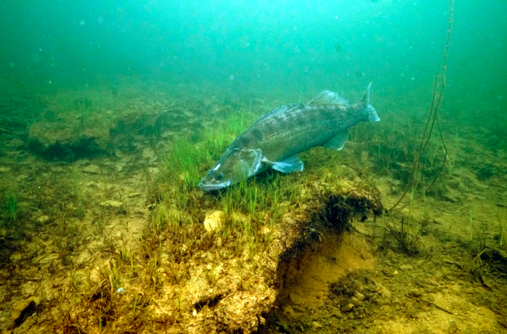 Zander angeln im Hamburger Hafen
